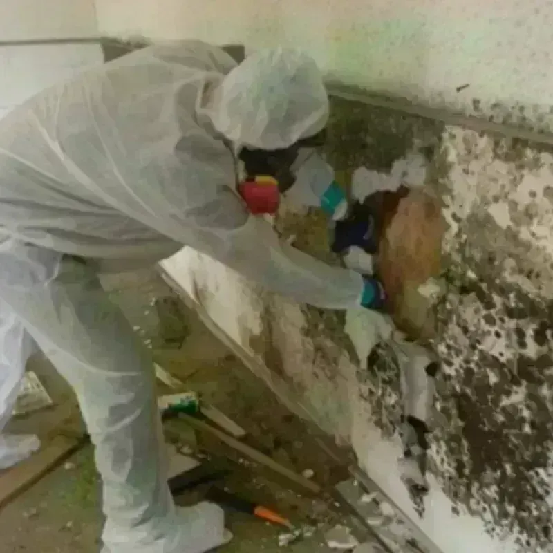 Mold Remediation and Removal in Crete, IL